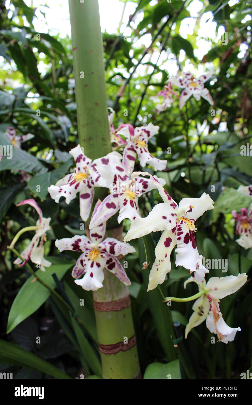 A cluster of blooming white and purple Odontoglossum orchids with a background of bamboo and greenery Stock Photo