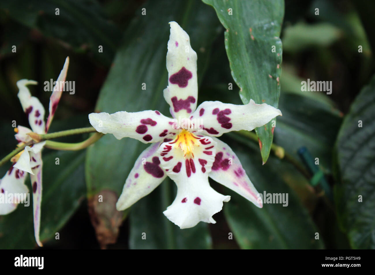 Close up of an Odontoglossum orchid with white petals with purple spots with a background of large green leaves Stock Photo