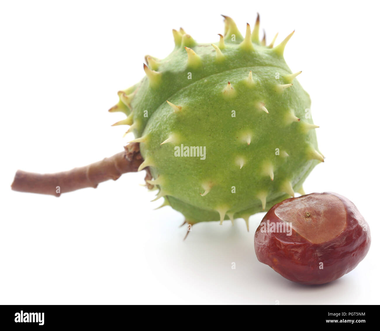 Horse chestnut over white background Stock Photo