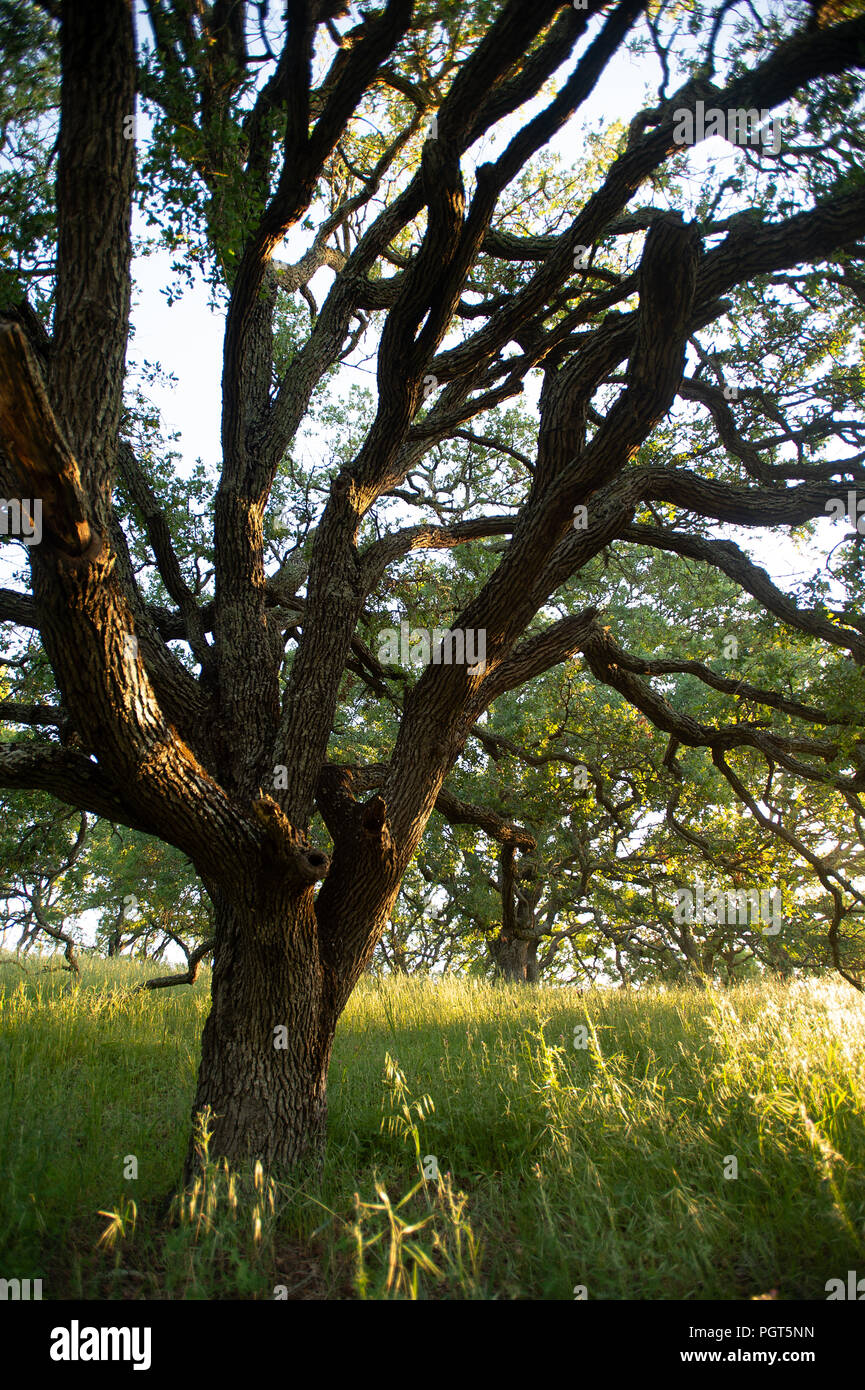 Early morning sunlight highlights a majestic blue oak tree in the woodlands  of Mount Wanda Stock Photo - Alamy