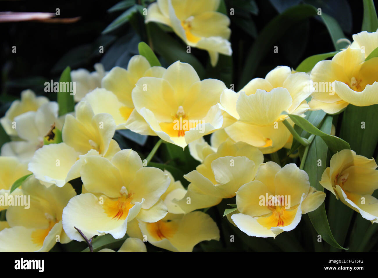 Close up of a blooming cluster of yellow Miltonia orchids Stock Photo
