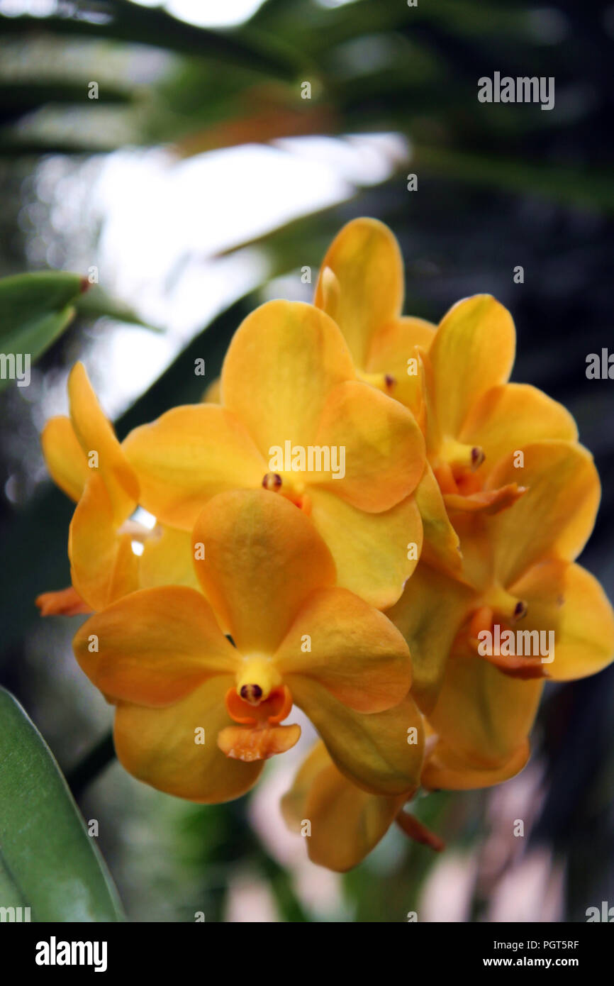 Close up of a yellow Ascocenda orchid, man made hybrid between a Ascocentrum and Vanda orchid Stock Photo