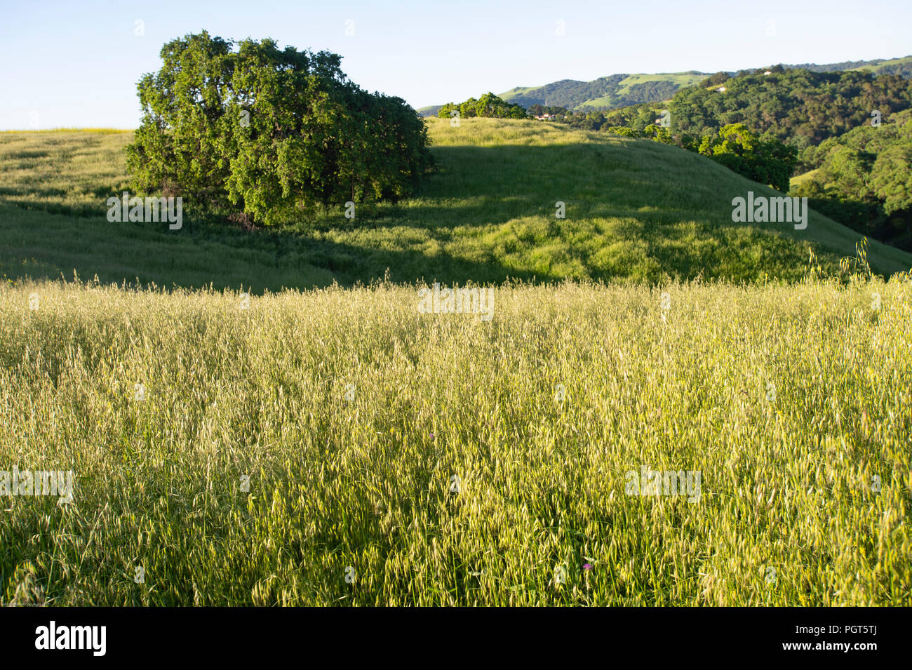 Grasslands park california hi-res stock photography and images - Alamy