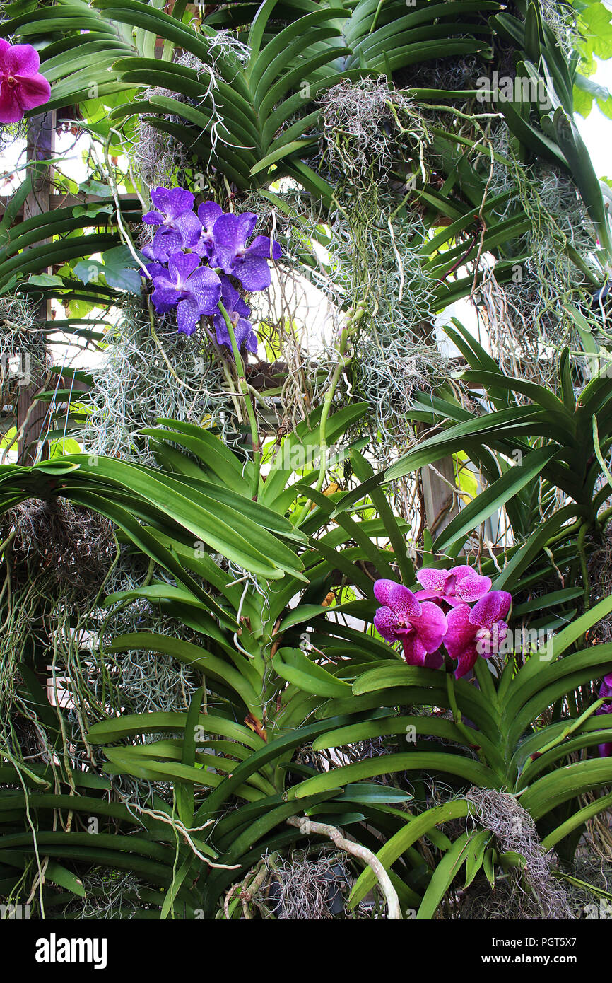 A wood trellis covered with flowering pink and purple Vanda orchids Stock Photo