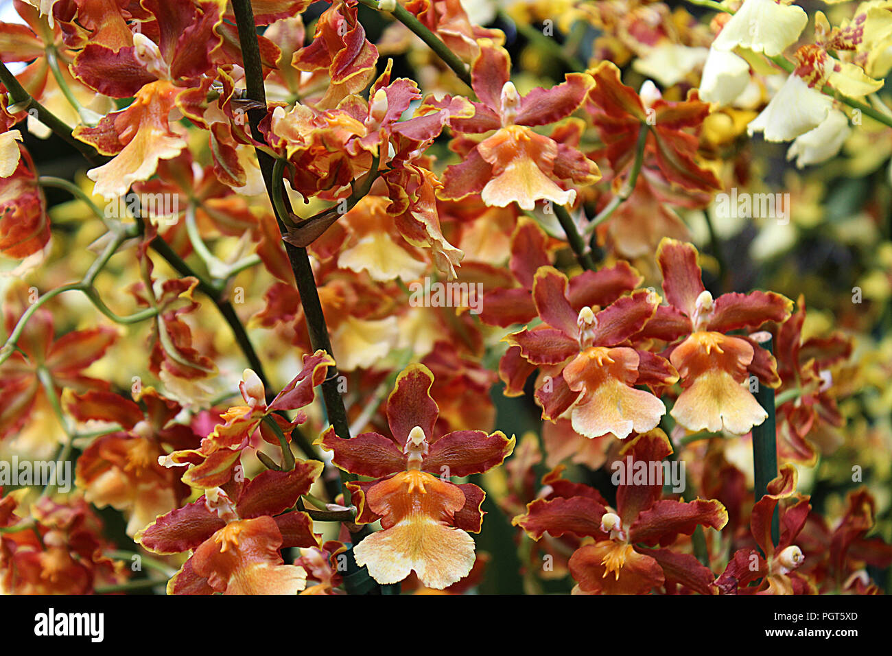 A Cluster Of Blooming Brown Orange And Yellow Oncidium Orchids Stock Photo Alamy