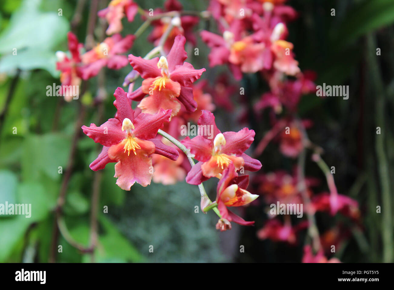 Close up of a cluster of blooming pink Oncidium orchids using a bokeh effect Stock Photo