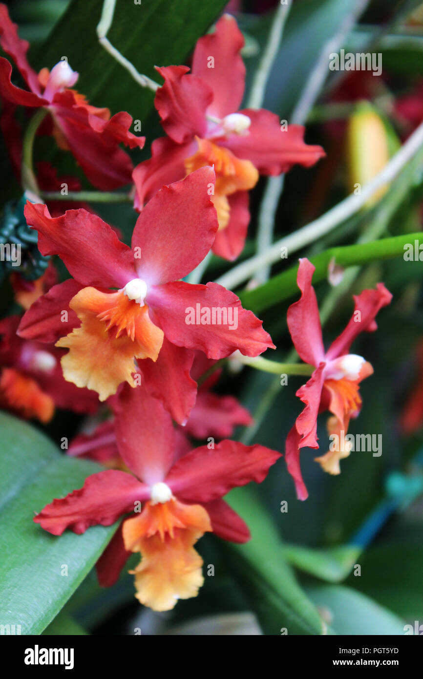 Close up of a cluster of blooming red and orange Oncidium orchids Stock Photo