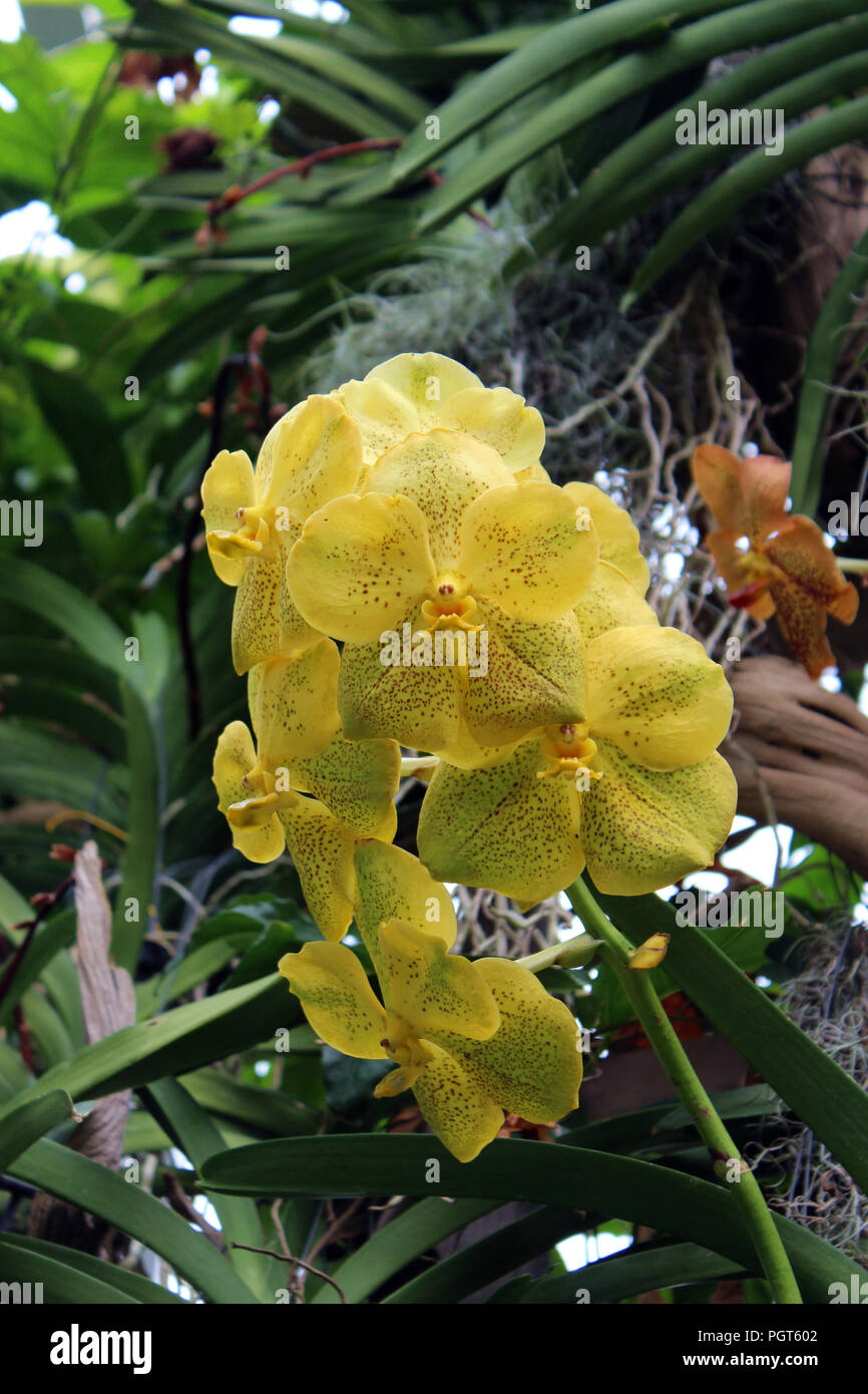 Close up of yellow with brown speckles Vanda orchid in full bloom Stock Photo