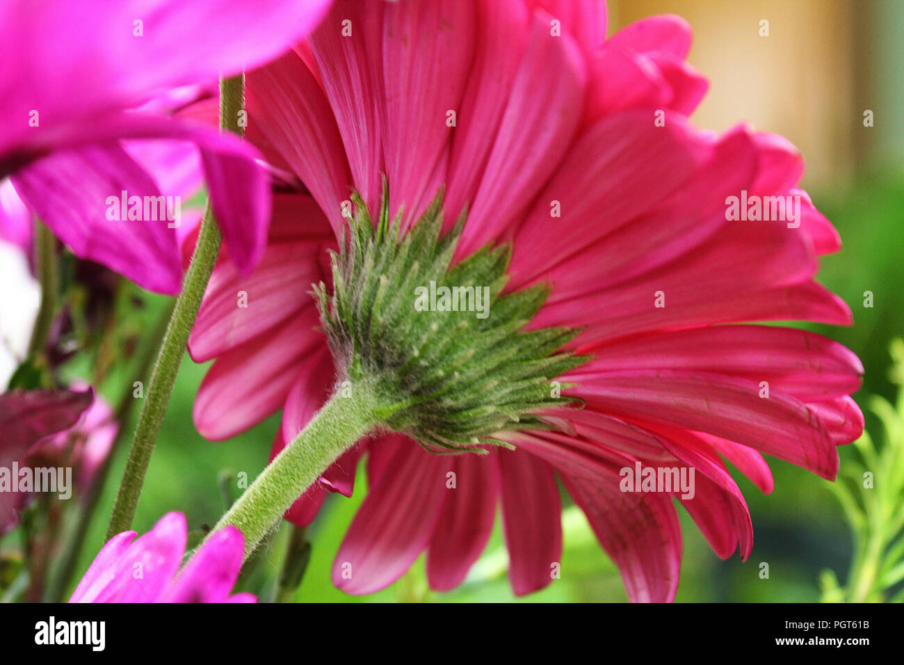 Close up of the underside of a hot pink Gerber Daisy revealing the hairy sepals around the base of the flower Stock Photo