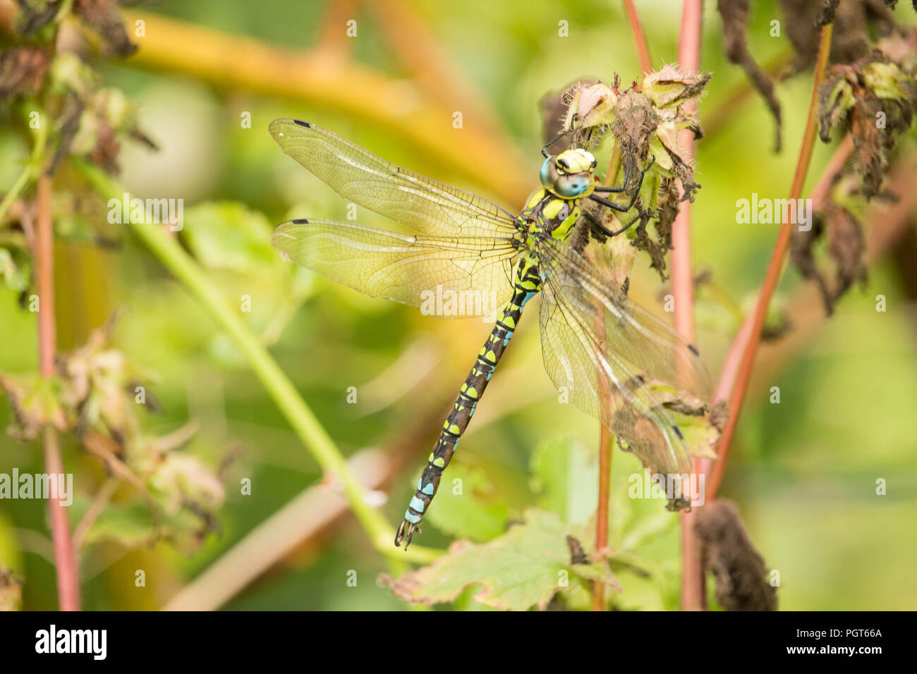Natural World Fascinating insect predators. A single dragonfly