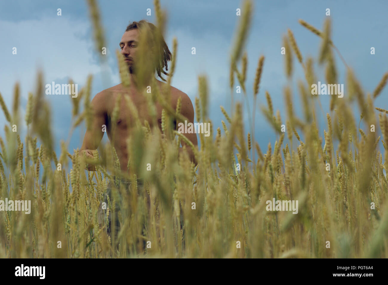 Man in wheat field, human in nature with summer sun, grass and plants Stock Photo