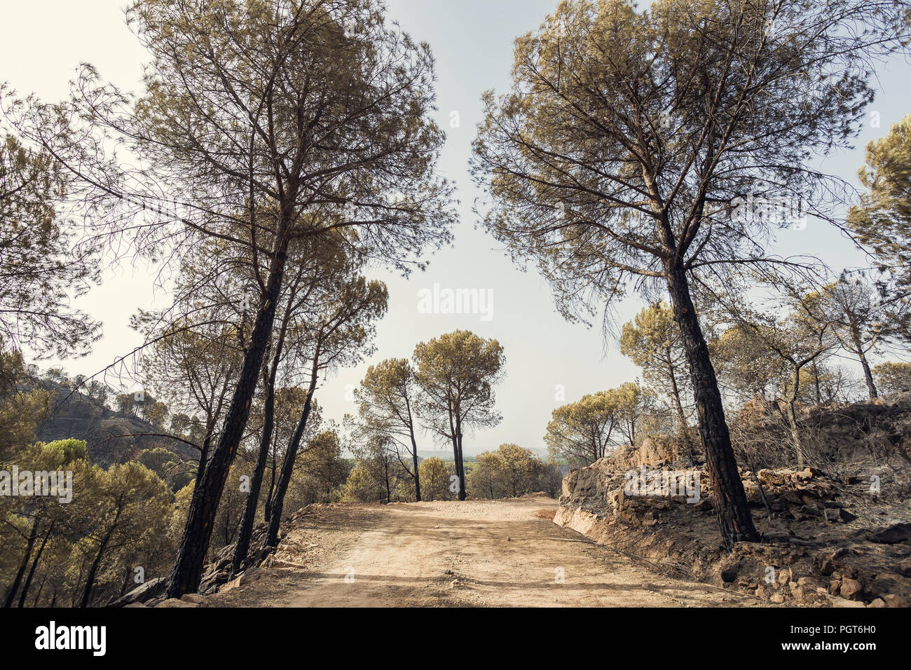 Dirt road among burnt pine trees and blue sky background Stock Photo ...