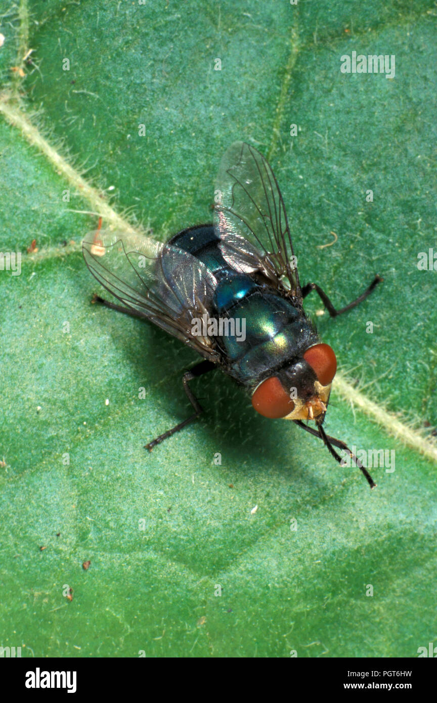 BLOWFLY (LUCILIA SP.) ADULT Stock Photo