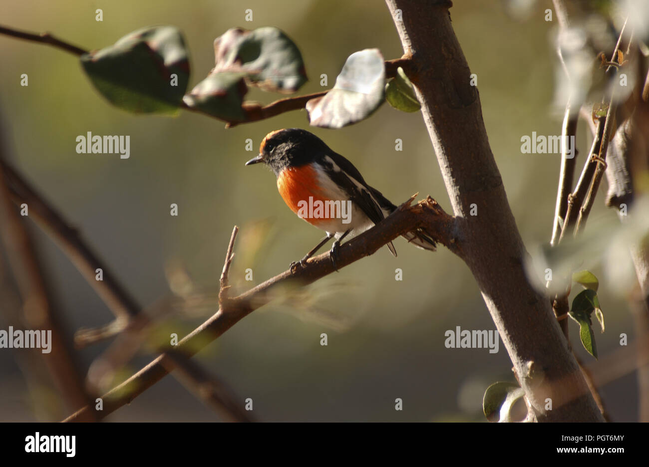 Male red-capped robin (Petroica goodenovii) is a small passerine bird native to Australia. Stock Photo