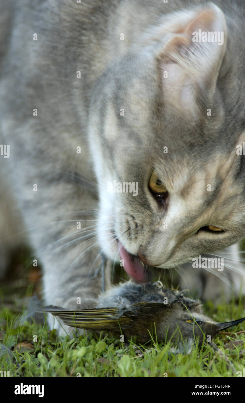 DOMESTIC CAT (FELIS CATUS) WITH DEAD BIRD (NEW HOLLAND HONEYEATER) (CONSERVATION ISSUES) WHICH IT HAS JUST KILLED Stock Photo