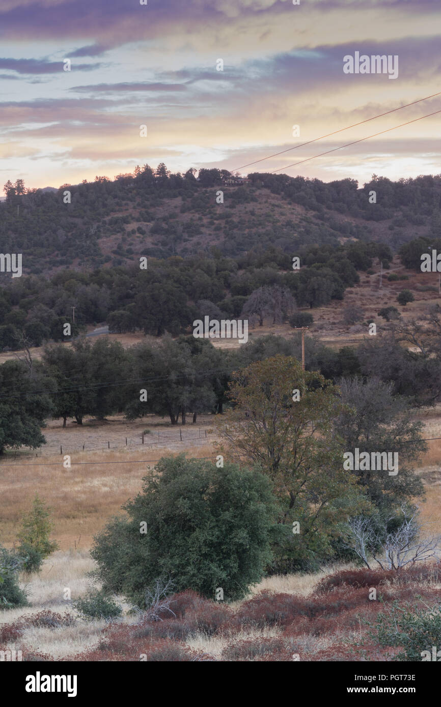 Live oak tree silhouette hi-res stock photography and images - Alamy