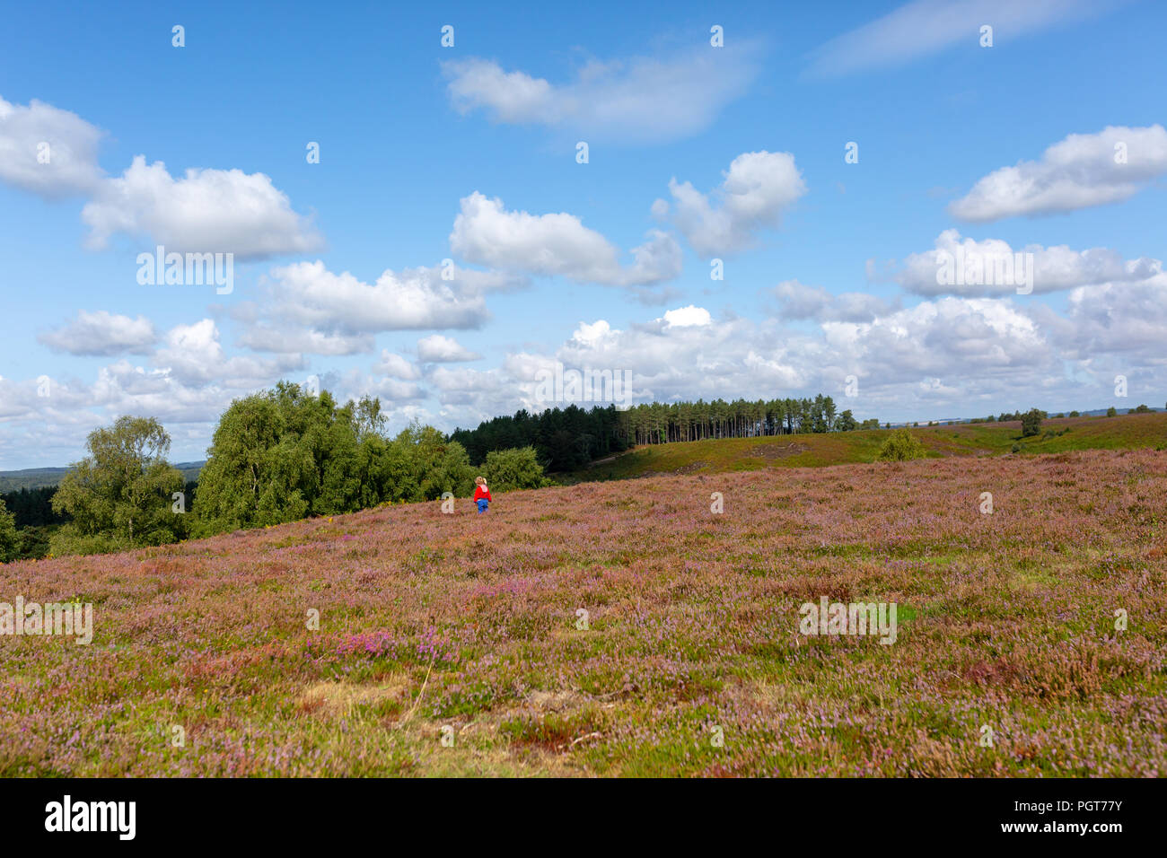 Distant lone toddler way off the beaten track exploring heathland on New forest national park on a summers day. Stock Photo