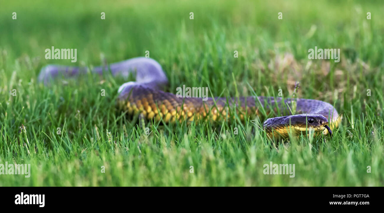 Hissing grass snake hi-res stock photography and images - Alamy