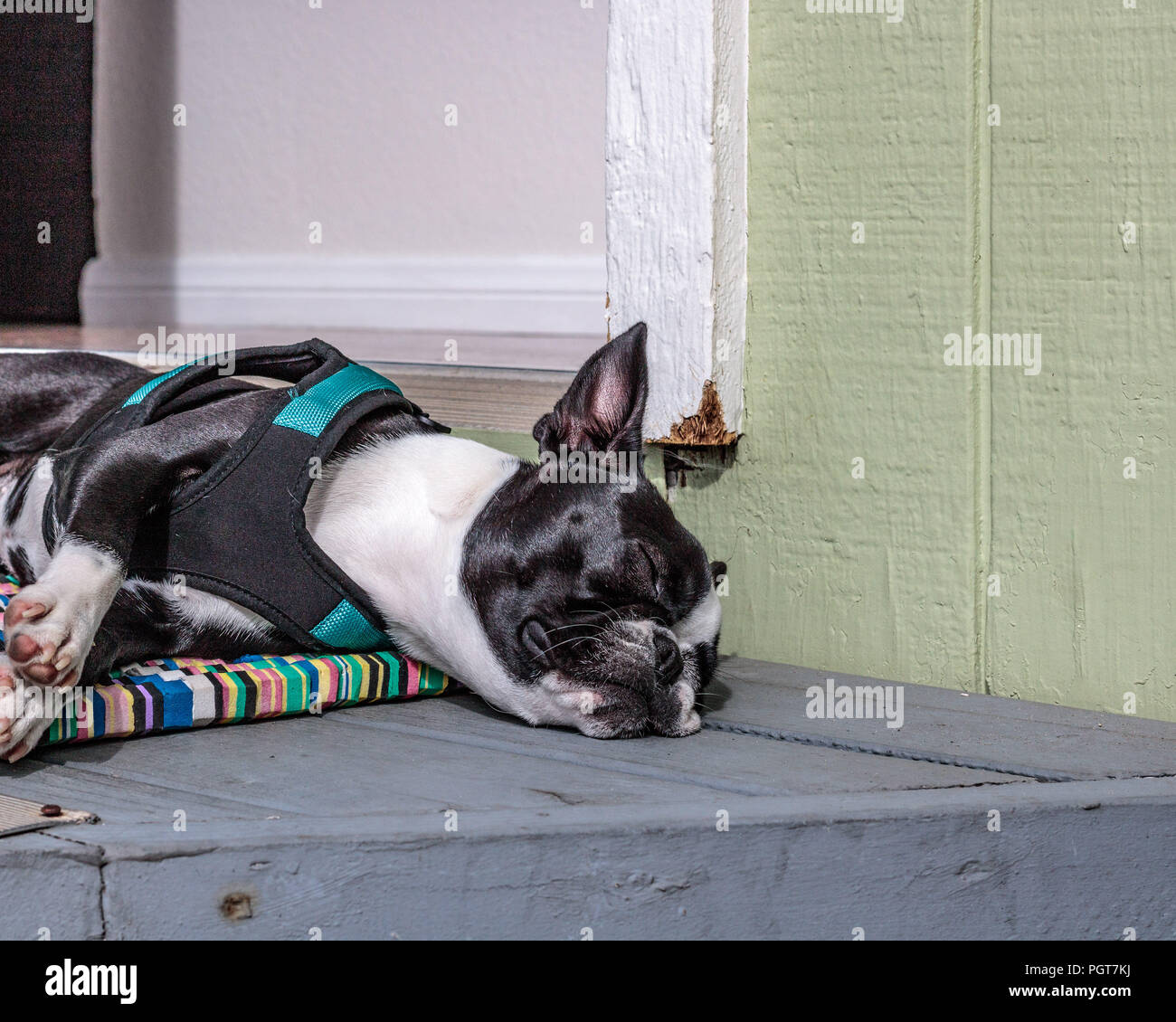 do all boston terriers snore