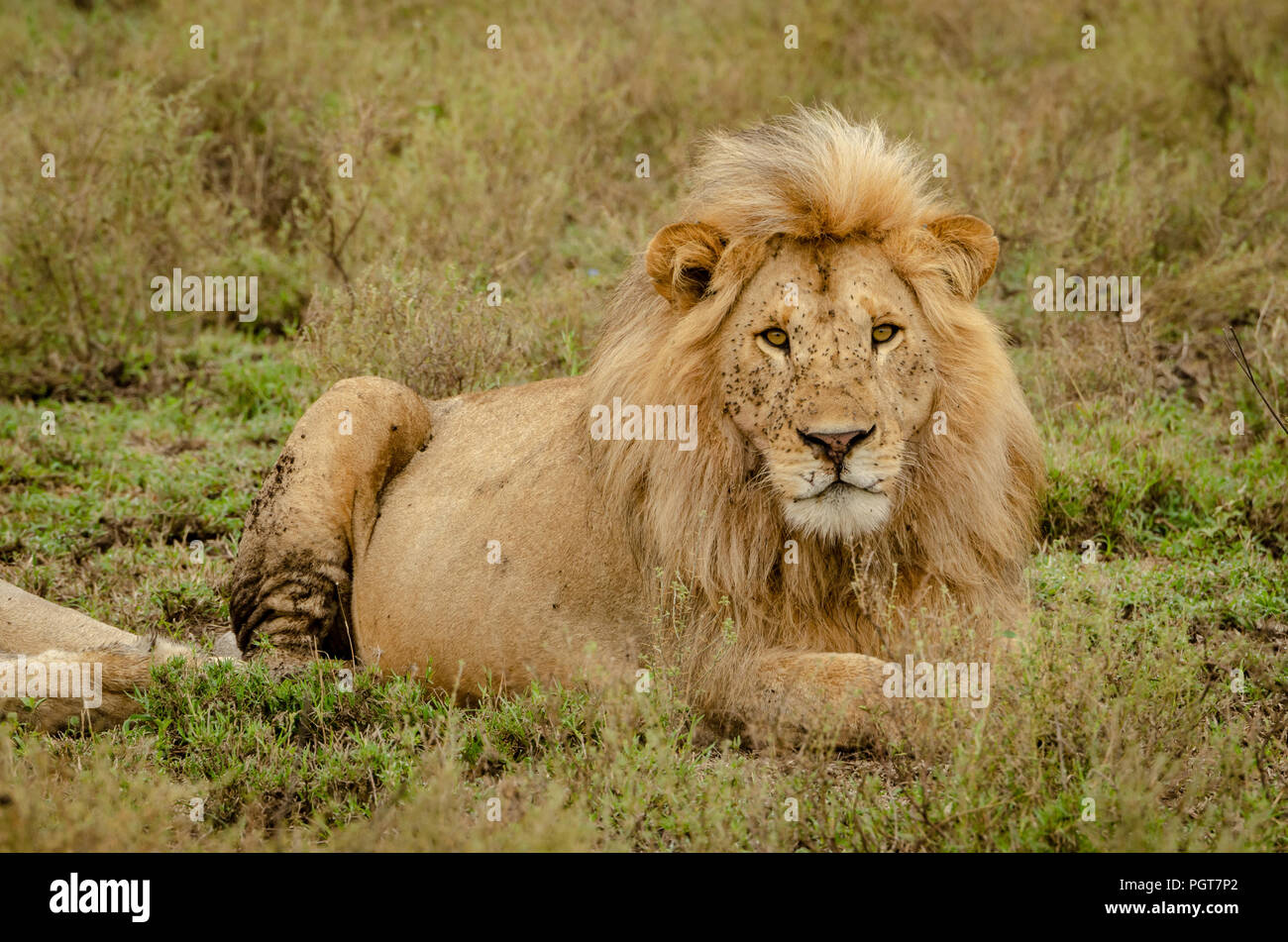 Zoom lion hi-res stock photography and images - Alamy