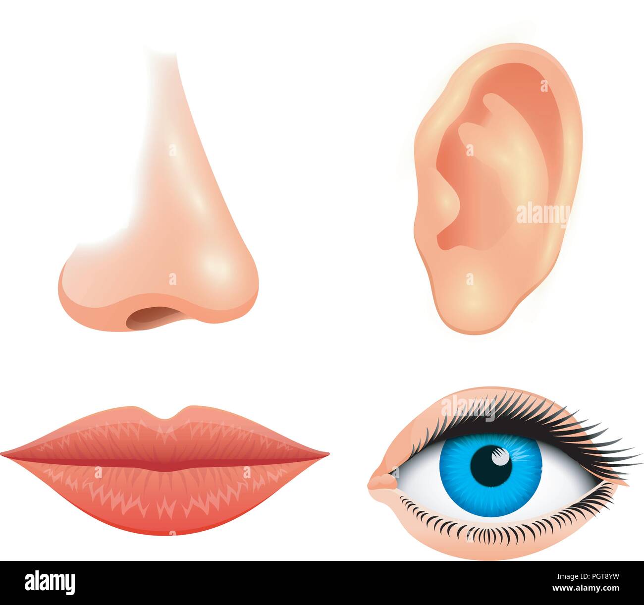 Human biology, sensory organs, anatomy illustration. face detailed kiss or lips, nose and ear, eye or view. set medical science or healthy man. vision, hearing, taste, smell, touch, look, europeoid. Stock Vector