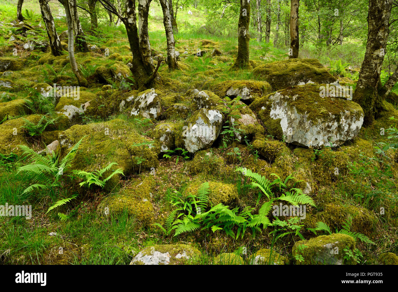 Moss covered rocks in birch tree forest at the foot of Ben Nevis Mountain at Steall Gorge Scottish Highlands Scotland UK Stock Photo