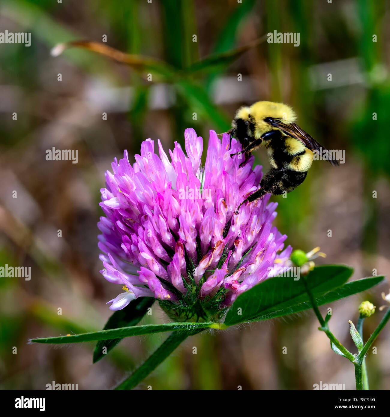 Red clover bee hires stock photography and images Alamy