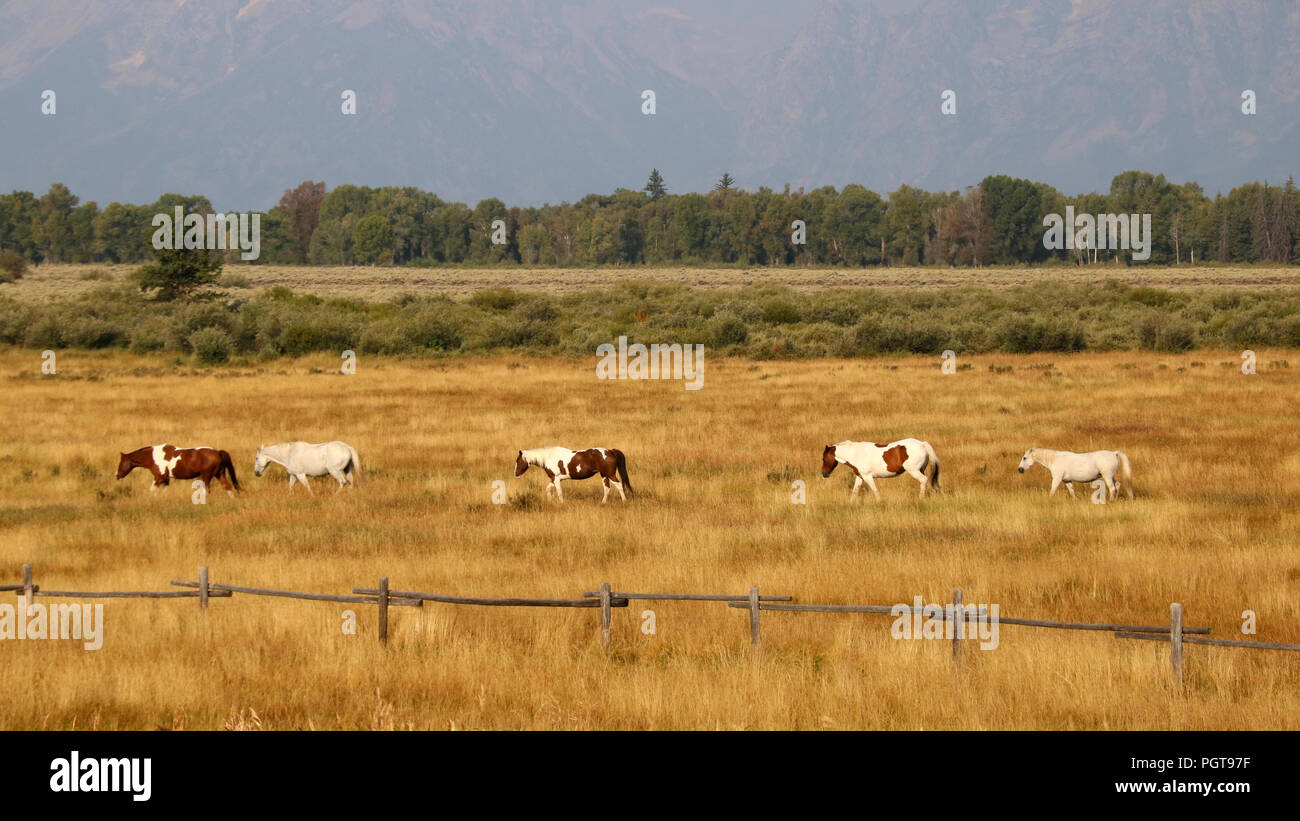 Ranch Horses walking in the valley at Jackson Hole, Grand Teton