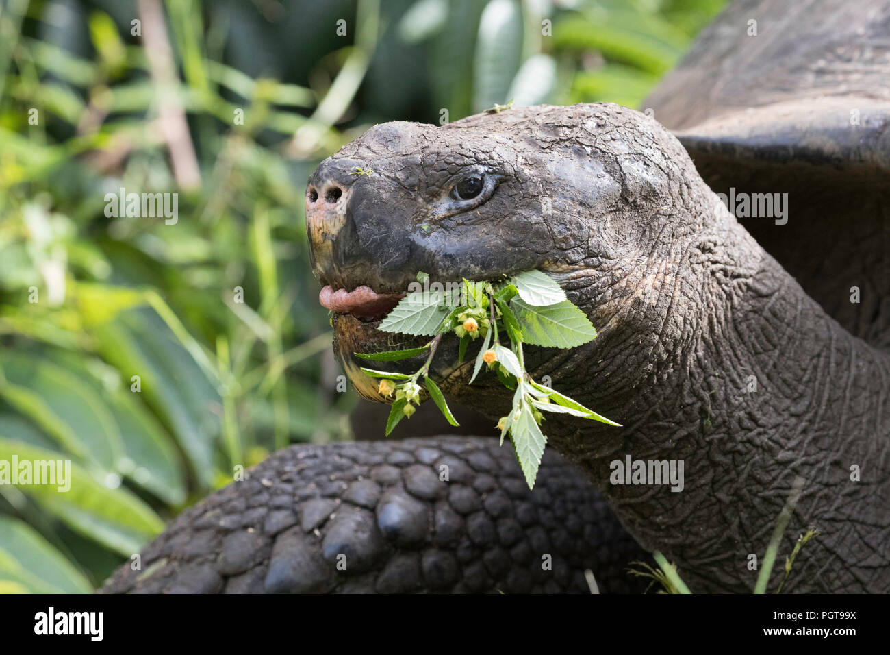 Wild Galápagos giant tortoise, Geochelone elephantopus, feeding on Santa Cruz Island, Galápagos. Stock Photo