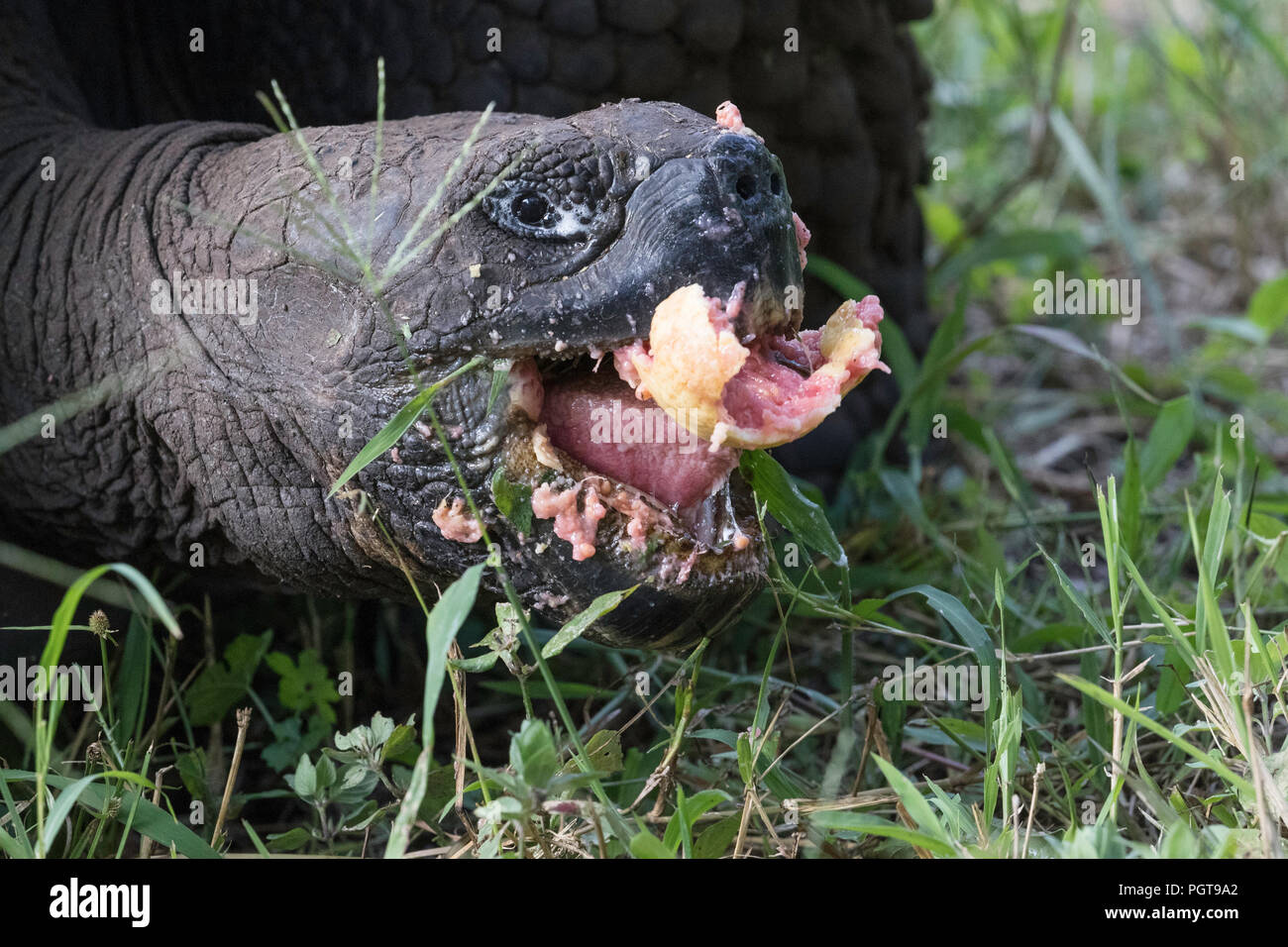 Wild Galápagos giant tortoise, Geochelone elephantopus, feeding on Santa Cruz Island, Galápagos. Stock Photo