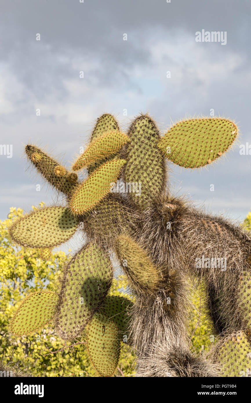 The endemic Opuntia cactus, Opuntia echios, growing on Santa Cruz Island, Galápagos, Ecuador