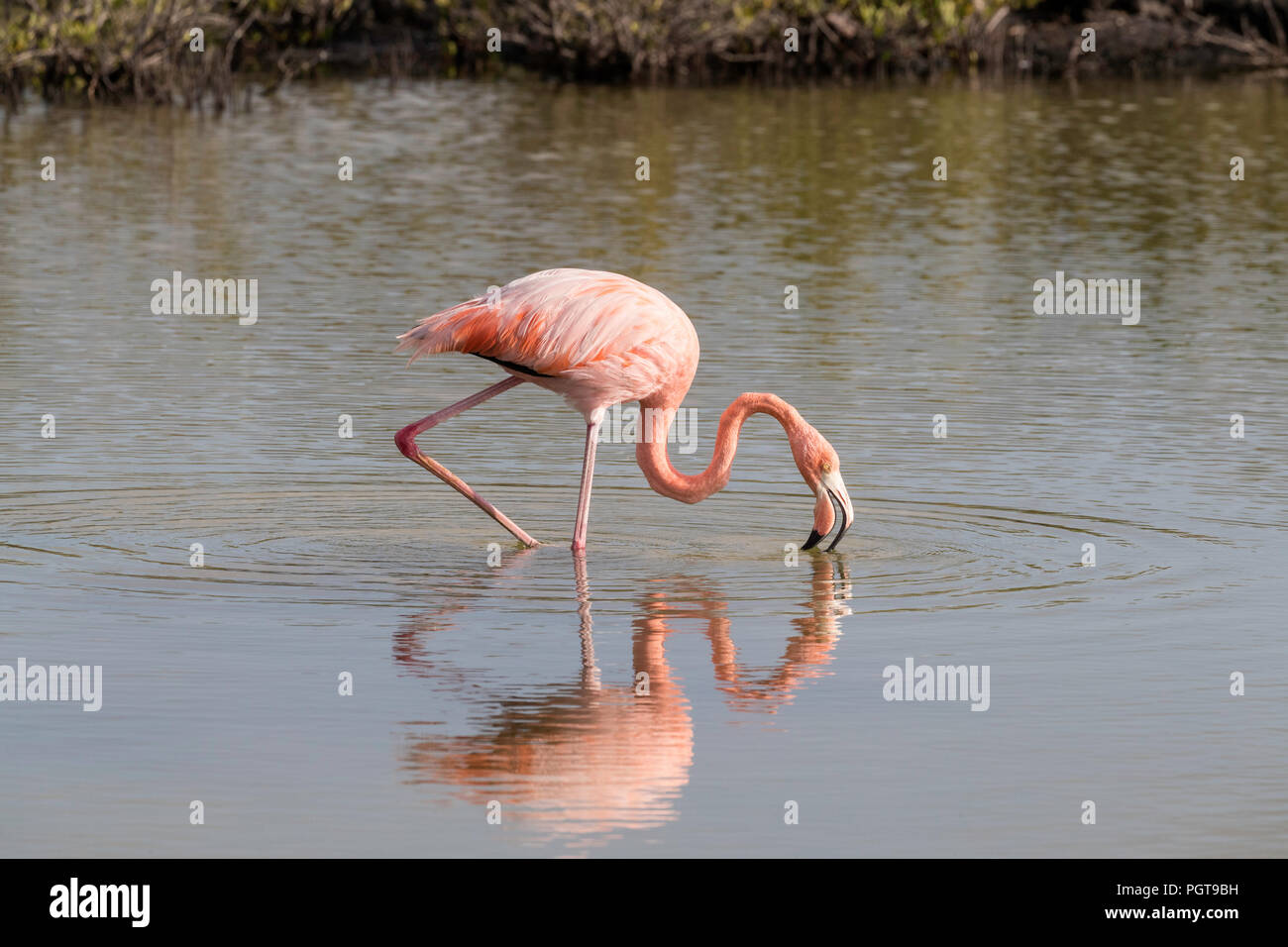 Greater flamingo, Phoenicopterus ruber, foraging in saltwater lagoon, Floreana Island, Galápagos, Ecuador. Stock Photo