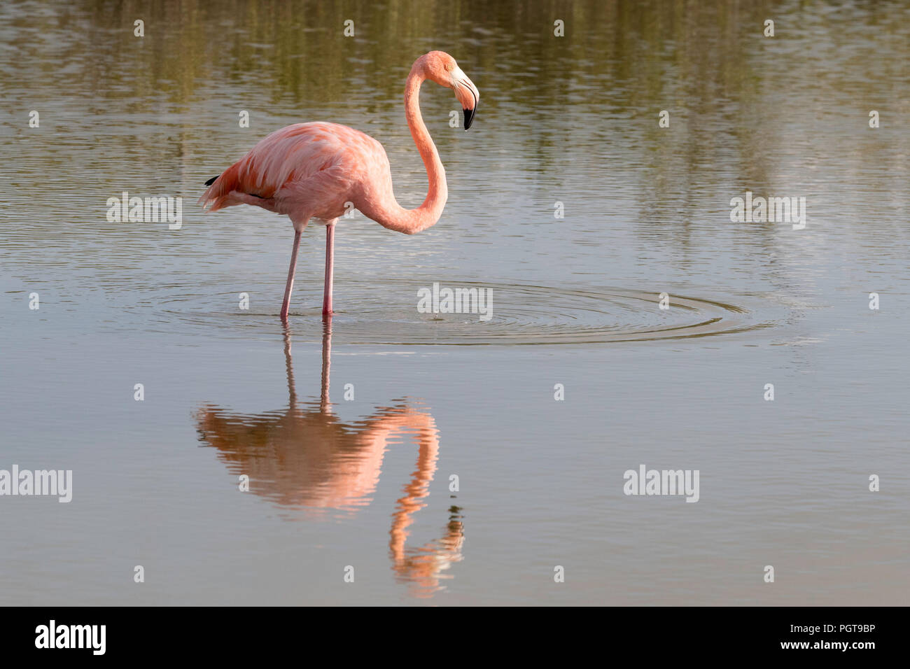Greater flamingo, Phoenicopterus ruber, foraging in saltwater lagoon, Floreana Island, Galápagos, Ecuador. Stock Photo