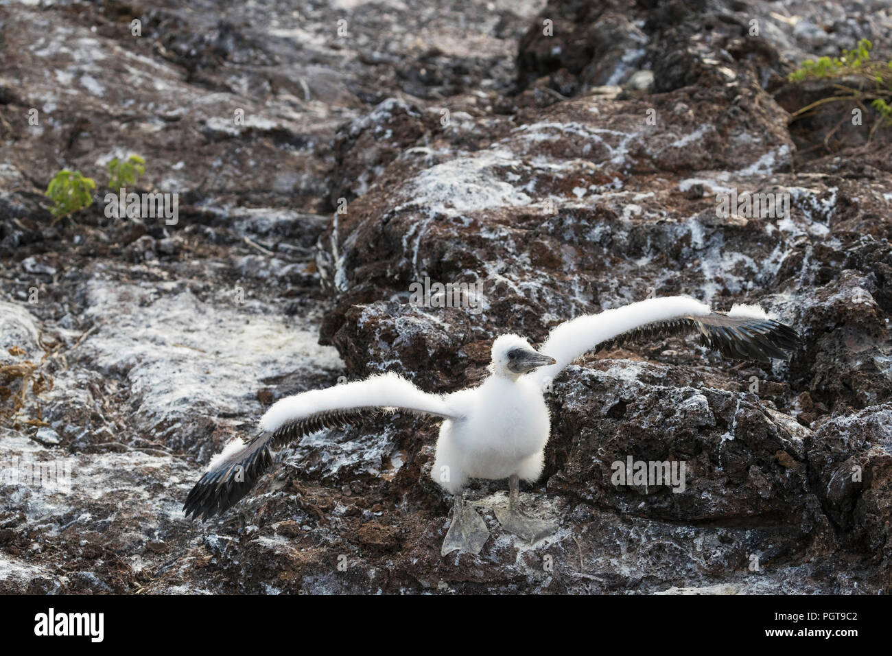 Nazca booby, Sula granti, downy chick on Genovesa Island, Galápagos, Ecuador. Stock Photo