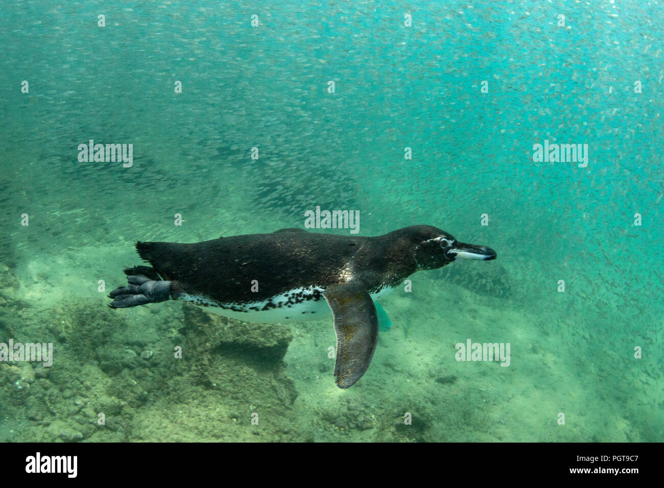 GalÃ¡pagos penguin, Spheniscus mendiculus, swimming underwater at Bartolome Island, Galapagos Ecuador. Stock Photo