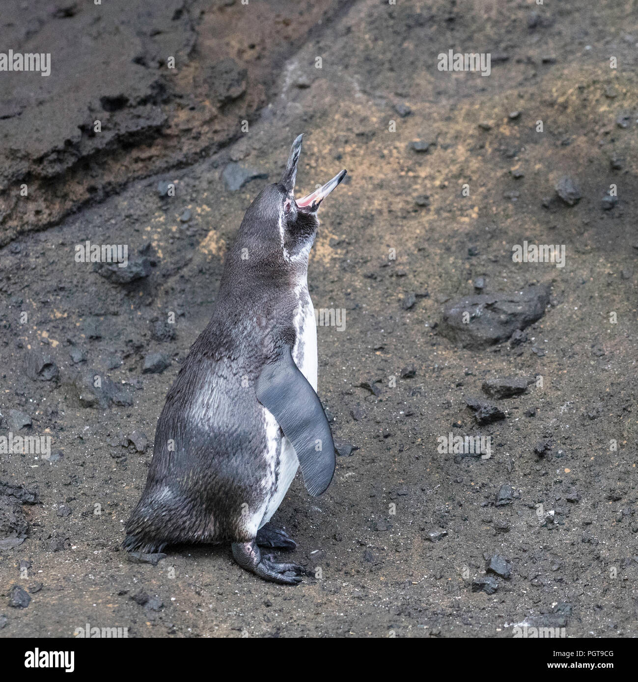 An adult Galápagos penguin, Spheniscus mendiculus, preening in Tagus Cove, Isabela Island, Galápagos, Ecuador. Stock Photo