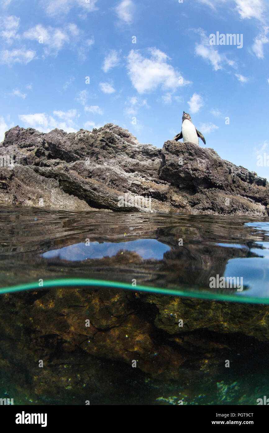 Galápagos penguin, Spheniscus mendiculus, half above and half below water at Sombrero Chino, Galápagos, Ecuador. Stock Photo