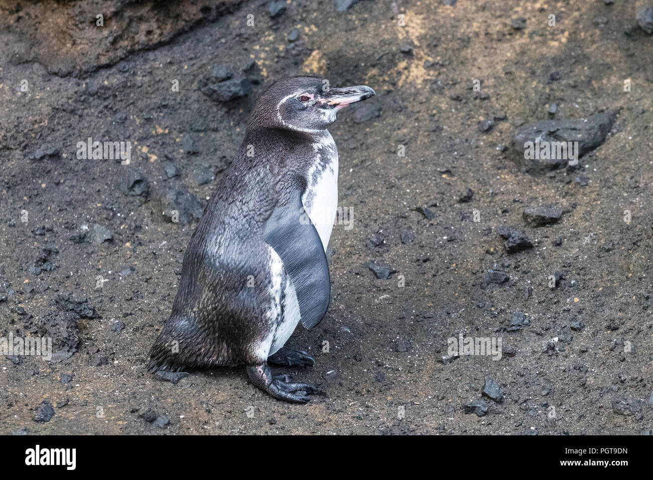 An adult GalÃ¡pagos penguin, Spheniscus mendiculus, resting in Tagus Cove, Isabela Island, Galapagos, Ecuador. Stock Photo