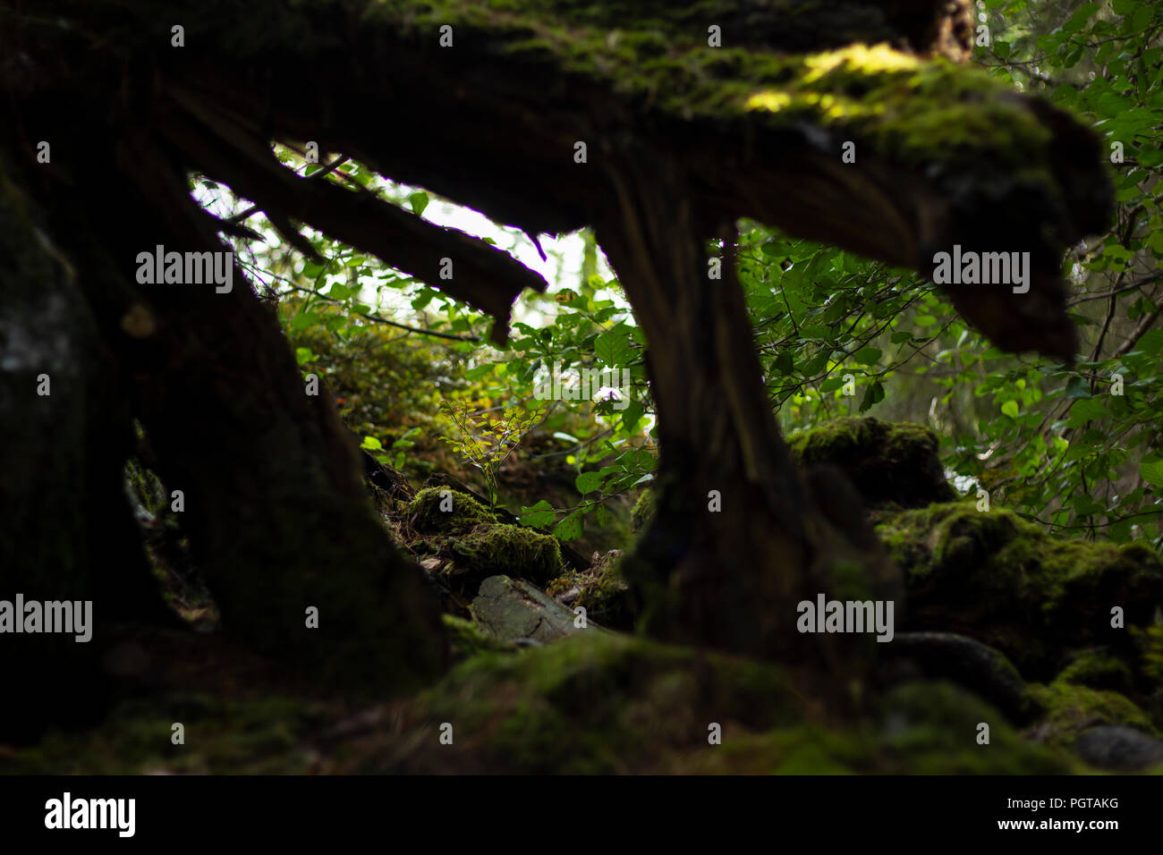 Broken tree hi-res stock photography and images - Alamy