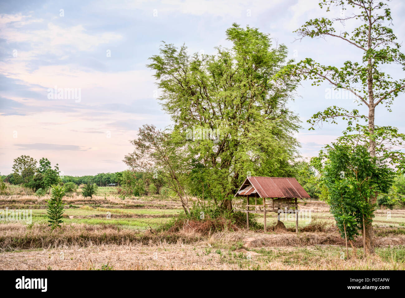 Farmland at the Khorat Plateau after harvest, Thailand Stock Photo