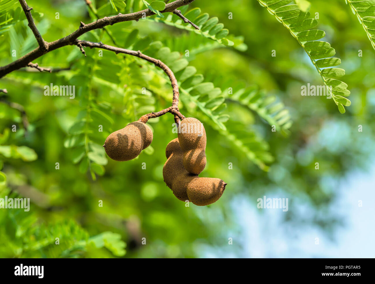 Tamarind Plant Hi Res Stock Photography And Images Alamy Closeup Of Tamarind Fruits On A Tree Thailand PGTAR5