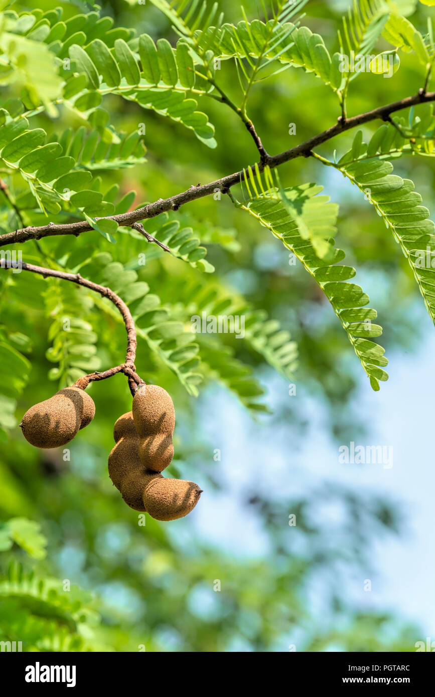 Closeup Of Tamarind Fruits On A Tree Thailand Stock Photo Alamy
