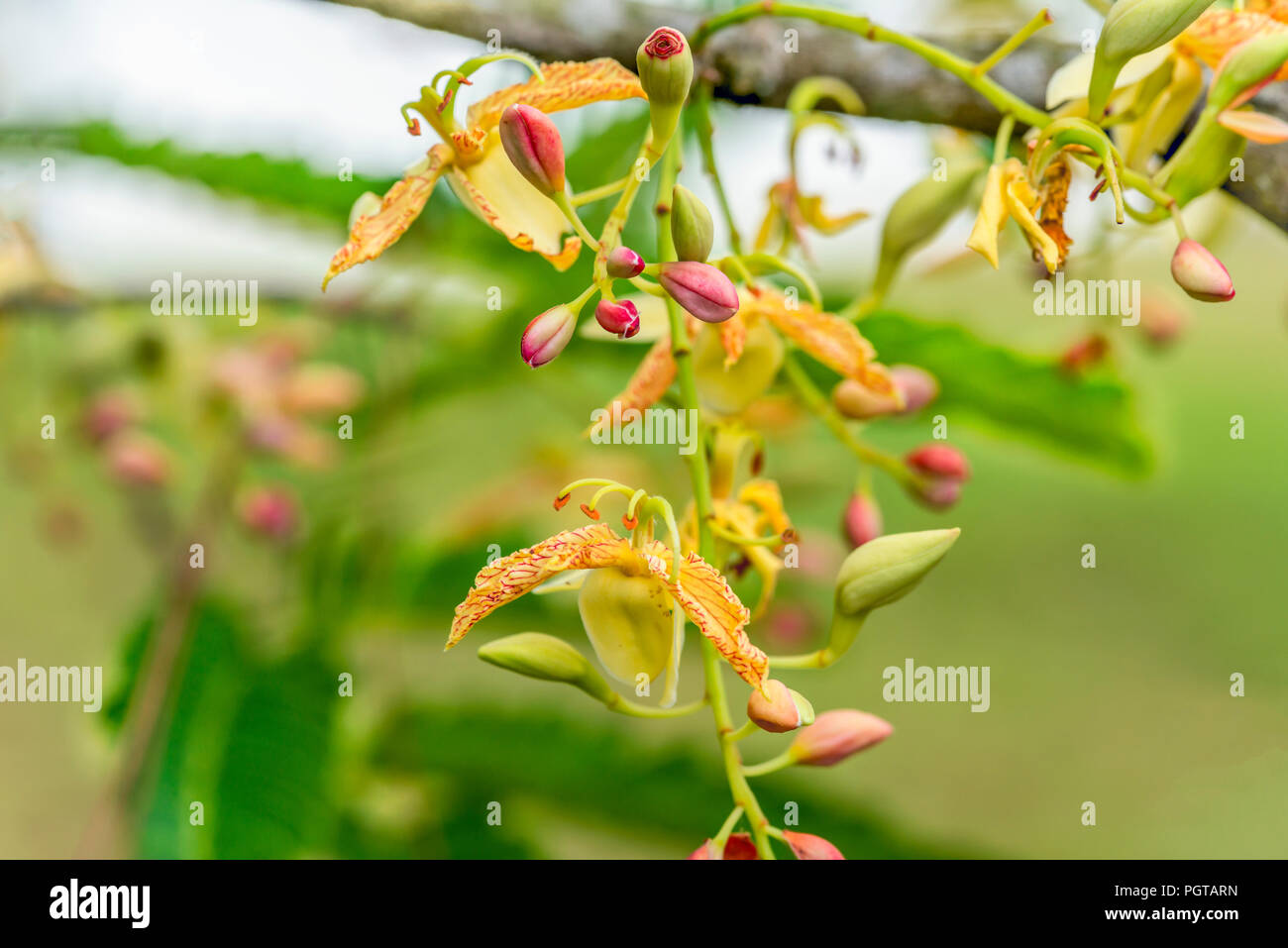 Tamarind flower closeup (Tamarindus indica) Stock Photo