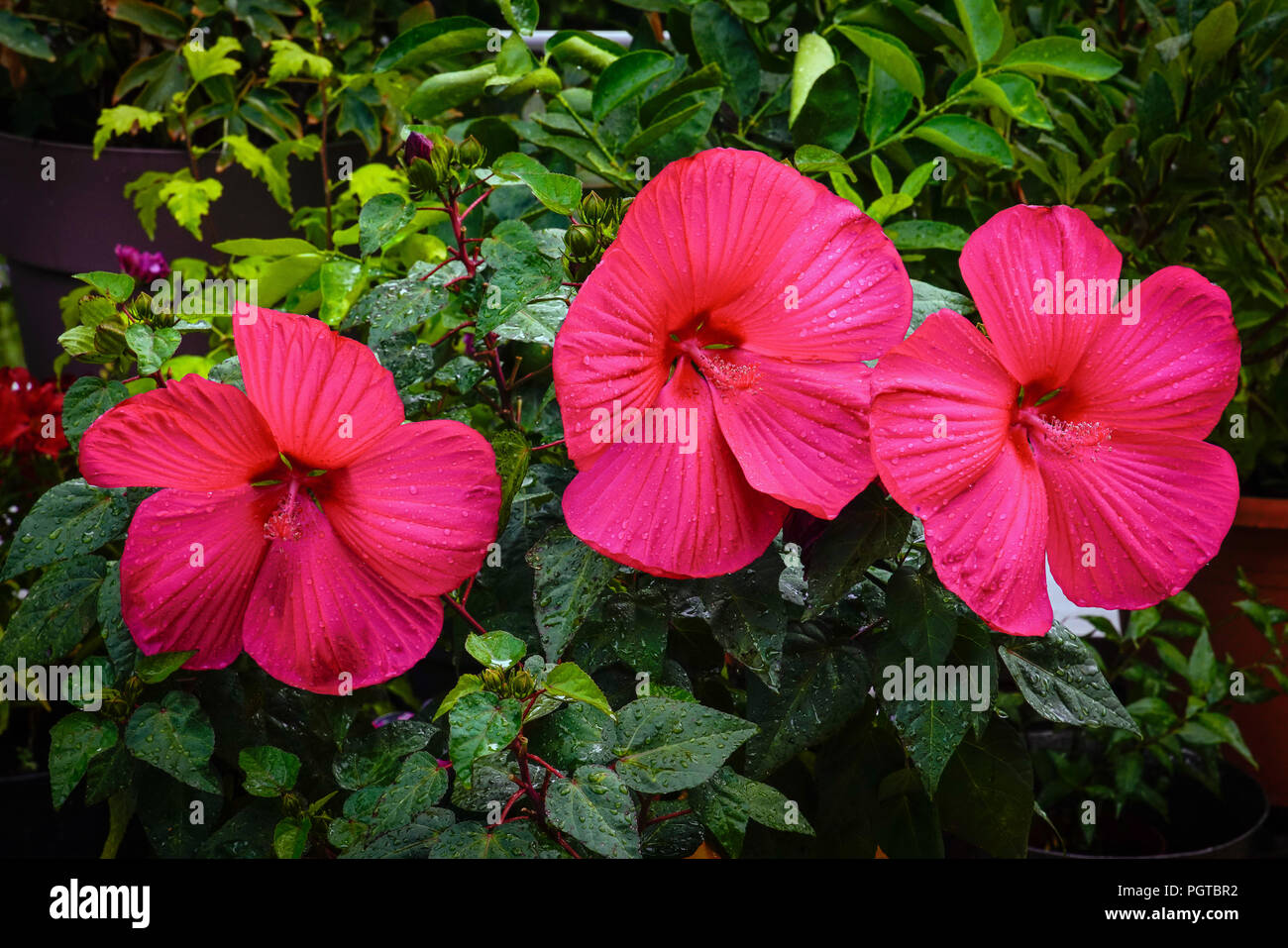 Hibiscus national flower malaysia hires stock photography and images
