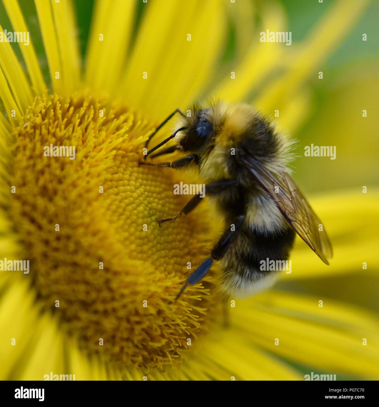 Bumblebee feeding on nectar Stock Photo
