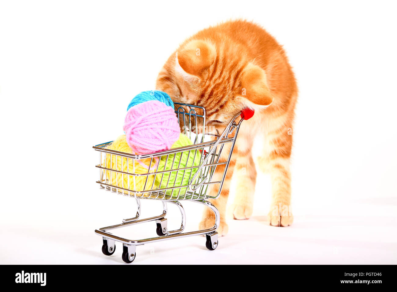 Ginger mackerel tabby cat playing with wool balls in a shopping trolley