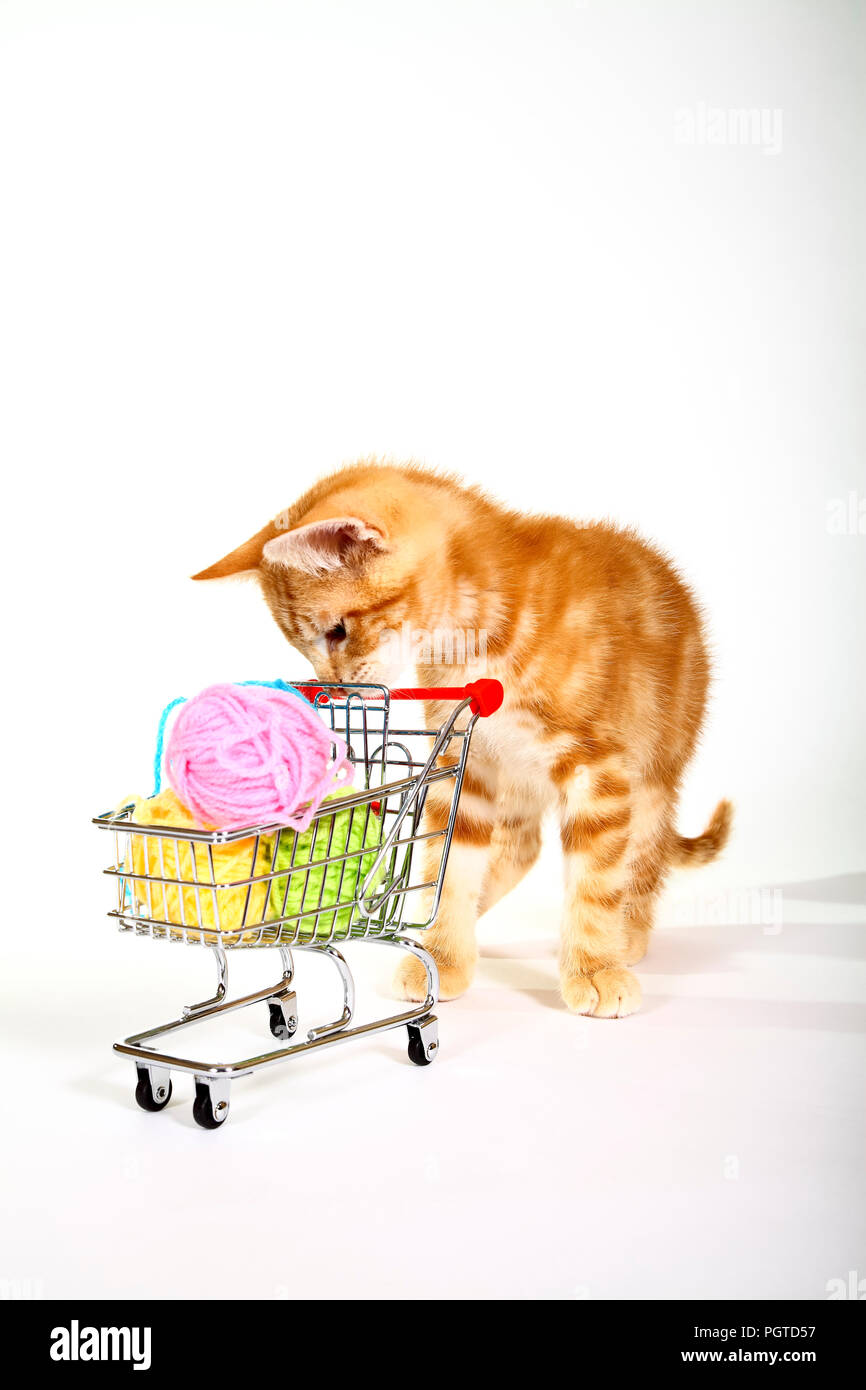 Ginger mackerel tabby cat playing with wool balls in a shopping trolley