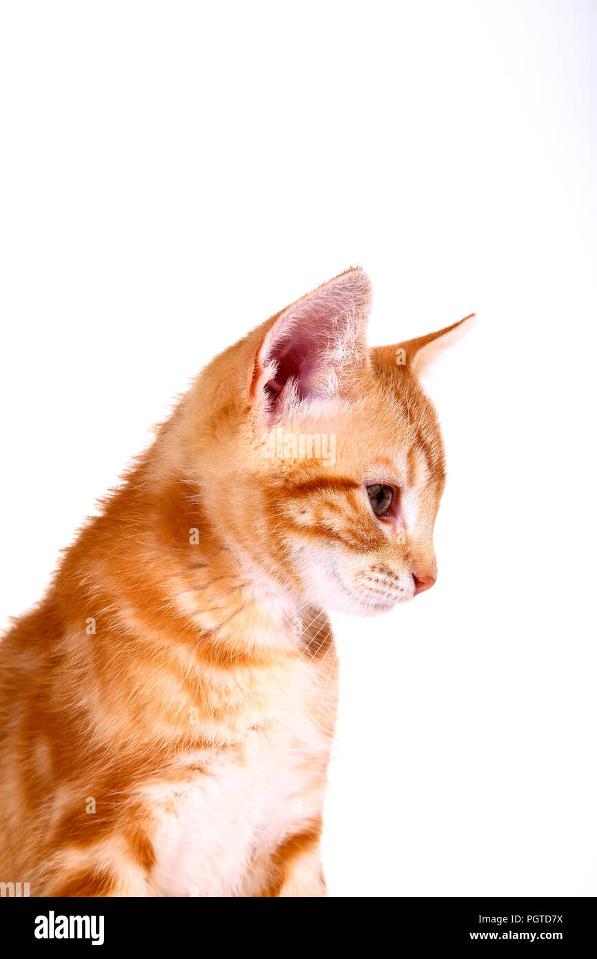 Ginger mackerel tabby kitten isolated on a white background Stock Photo