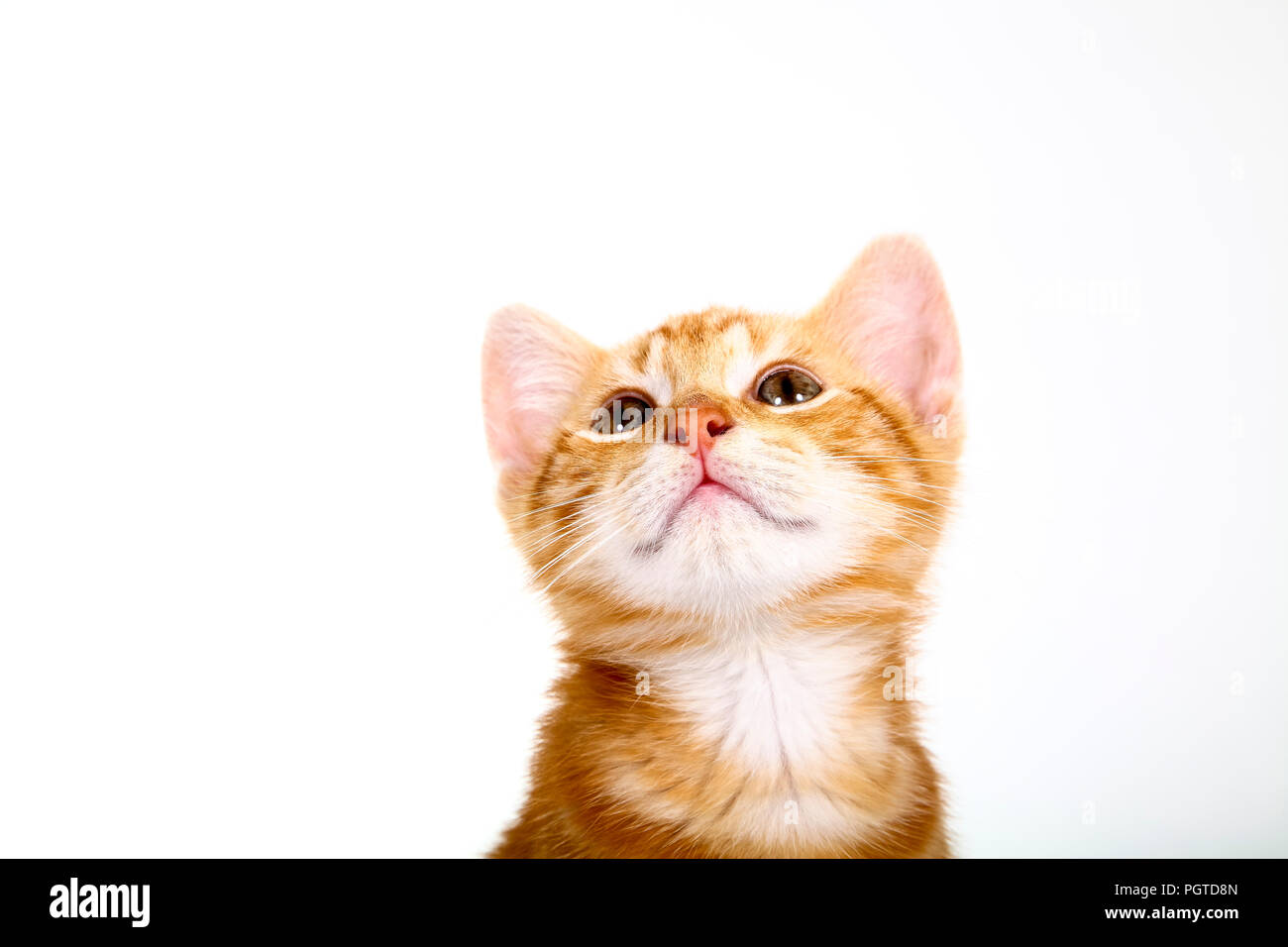 Ginger mackerel tabby kitten isolated on a white background Stock Photo