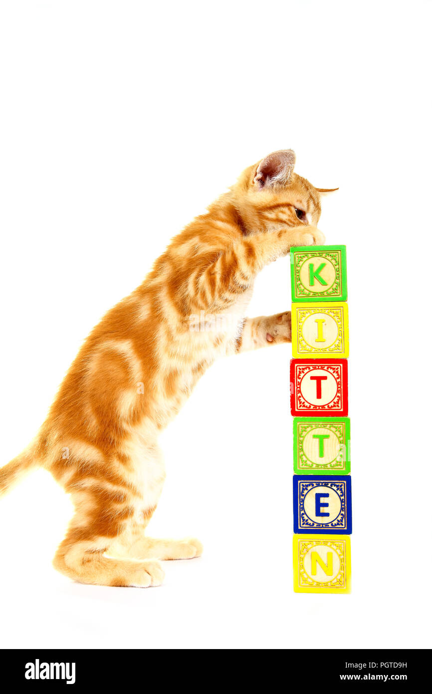 Ginger mackerel tabby kitten playing with wooden alpharbet blocks
